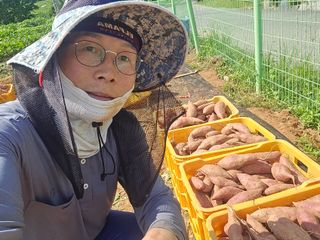 심기정님의 고구마 · 영농일지 작성글 사진