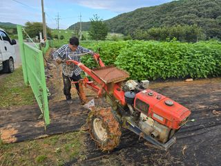 심기정님의 고구마 · 영농일지 작성글 사진