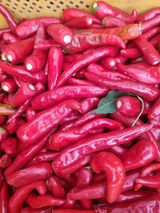 팜모닝 기타작물·영농일지 게시글 이미지