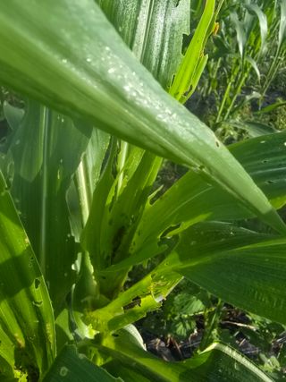 박정원님의 옥수수 · 영농일지 작성글 사진