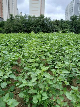 강지현님의 들깨 · 영농일지 작성글 사진