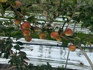 임영택님의 사과 · 영농일지 작성글 사진