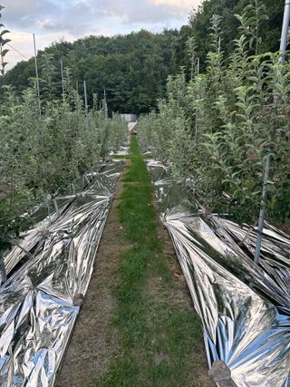 임영택님의 사과 · 영농일지 작성글 사진