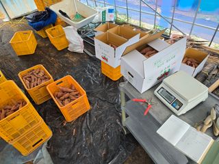 심기정님의 고구마 · 영농일지 작성글 사진