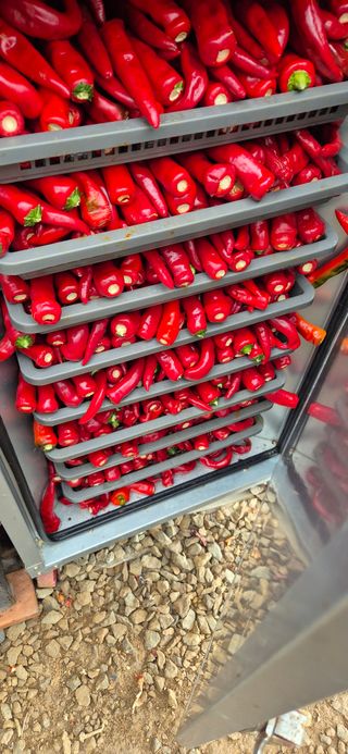 매실21434님의 고추 · 영농일지 작성글 사진