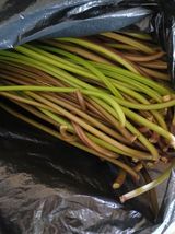 팜모닝 고구마·영농일지 게시글 이미지