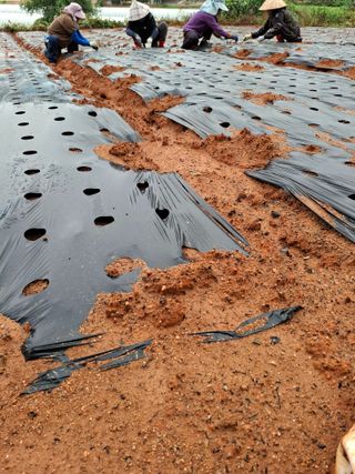 결단이님의 배추 · 영농일지 작성글 사진