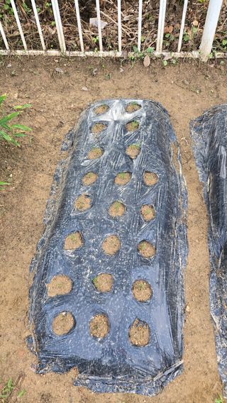 윤두현님의 기타작물 · 영농일지 작성글 사진