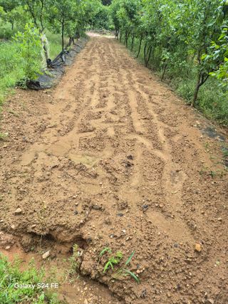 이옥수님의 배추 · 영농일지 작성글 사진