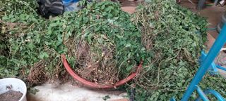 즐겁게 일하는조시형님의 기타작물 · 영농일지 작성글 사진