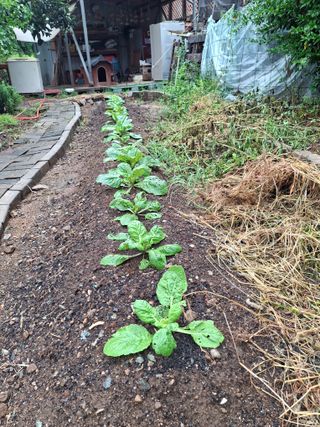 헤이쥬회원님의 배추 · 영농일지 작성글 사진
