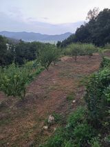 팜모닝 기타작물·영농일지 게시글 이미지