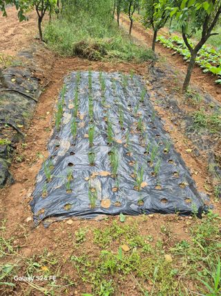 이옥수님의 배추 · 영농일지 작성글 사진