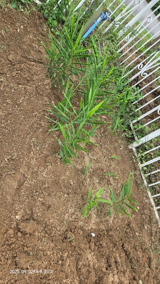 윤두현님의 기타작물 · 영농일지 작성글 사진