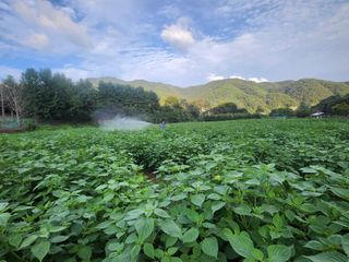 홍순원님의 들깨 · 영농일지 작성글 사진