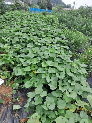 전희분님의 기타작물 · 영농일지 작성글 사진