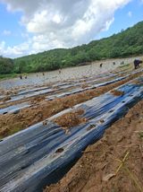 팜모닝 배추·영농일지 게시글 이미지