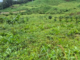 엉뚱님의 기타작물 · 영농일지 작성글 사진