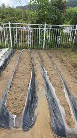 팜모닝 기타작물·영농일지 게시글 이미지