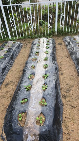 윤두현님의 기타작물 · 영농일지 작성글 사진