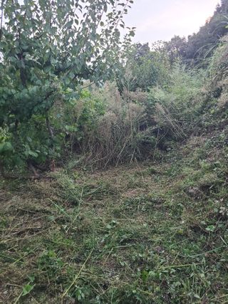 만청님의 기타작물 · 영농일지 작성글 사진