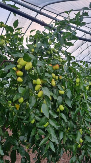 오학봉(멀티팜)님의 기타작물 · 영농일지 작성글 사진