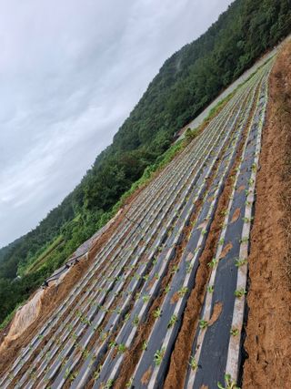 결단이님의 배추 · 영농일지 작성글 사진