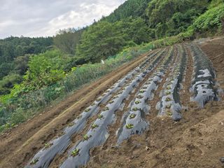 김대기님의 기타작물 · 영농일지 작성글 사진