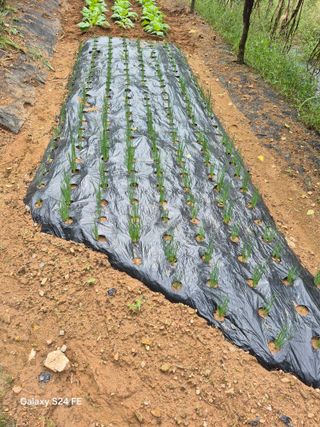 이옥수님의 배추 · 영농일지 작성글 사진