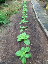 팜모닝 배추·영농일지 게시글 이미지