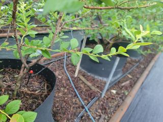 박치문님의 블루베리 · 영농일지 작성글 사진