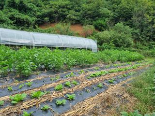 심기섭님의 기타작물 · 영농일지 작성글 사진