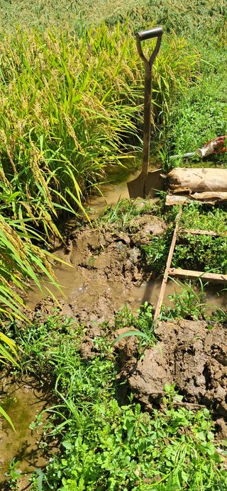 이복길님의 벼 · 영농일지 작성글 사진