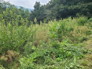 만청님의 기타작물 · 영농일지 작성글 사진