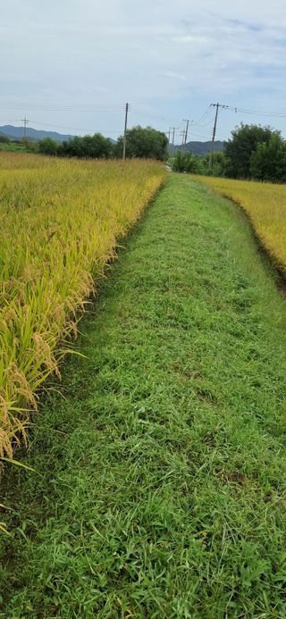 이복길님의 벼 · 영농일지 작성글 사진