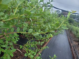 박치문님의 블루베리 · 영농일지 작성글 사진