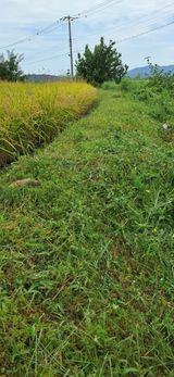 팜모닝 벼·영농일지 게시글 이미지