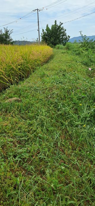 이복길님의 벼 · 영농일지 작성글 사진