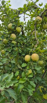 팜모닝 사과·영농일지 게시글 이미지