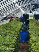 팜모닝 딸기·영농일지 게시글 이미지