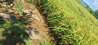 이복길님의 벼 · 영농일지 작성글 사진