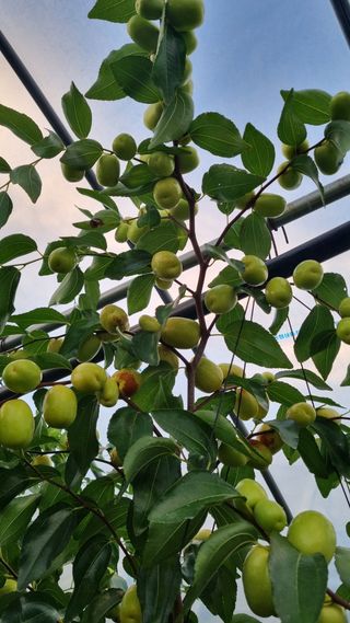 오학봉(멀티팜)님의 기타작물 · 영농일지 작성글 사진