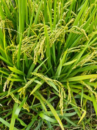 윤길정님의 기타작물 · 영농일지 작성글 사진