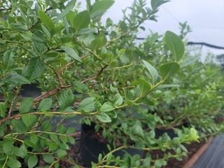 박치문님의 블루베리 · 영농일지 작성글 사진