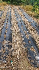 팜모닝 감자·영농일지 게시글 이미지