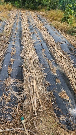 이상보님의 감자 · 영농일지 작성글 사진