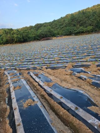 결단이님의 배추 · 영농일지 작성글 사진