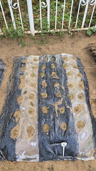 윤두현님의 기타작물 · 영농일지 작성글 사진