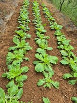 팜모닝 배추·영농일지 게시글 이미지