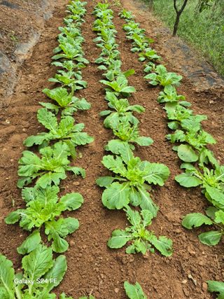 이옥수님의 배추 · 영농일지 작성글 사진